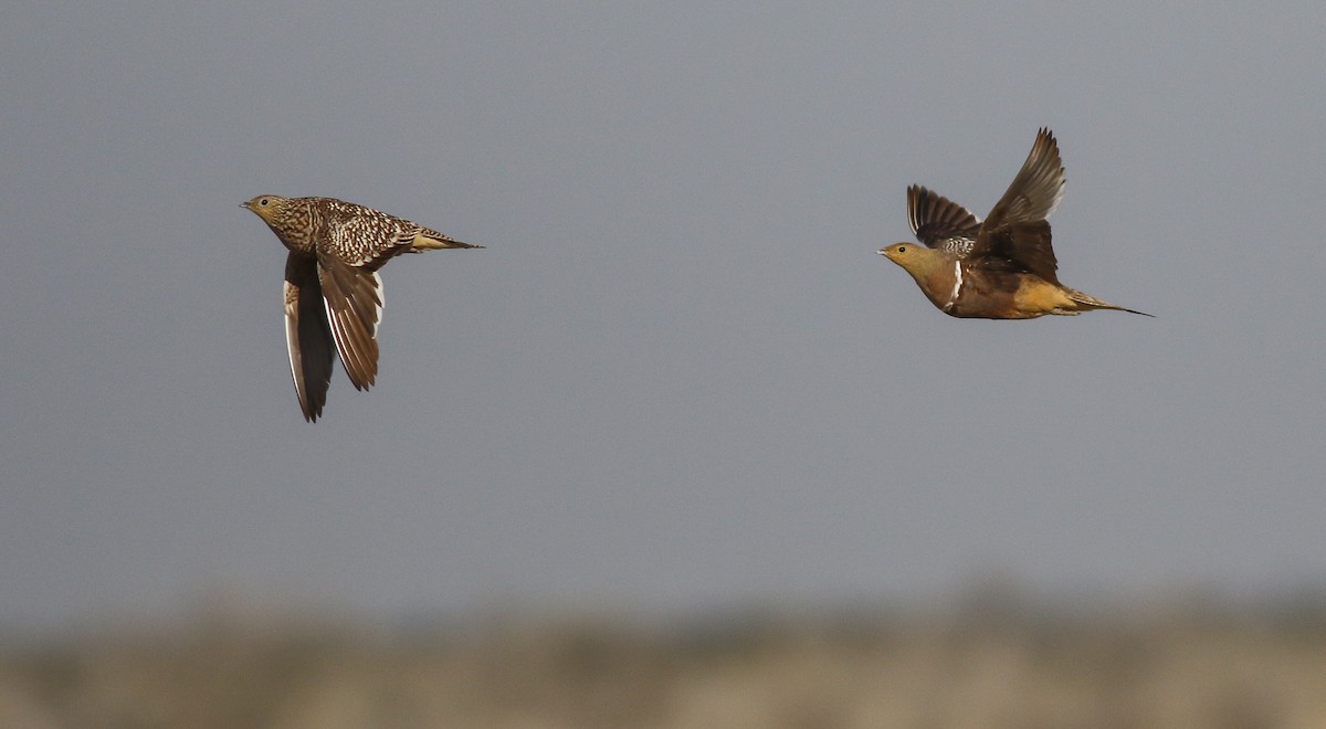 Namaqua Sandgrouse - ML611651155