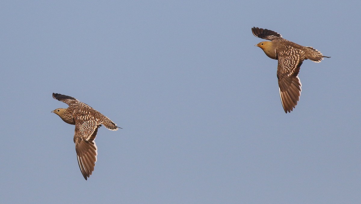 Namaqua Sandgrouse - ML611651156