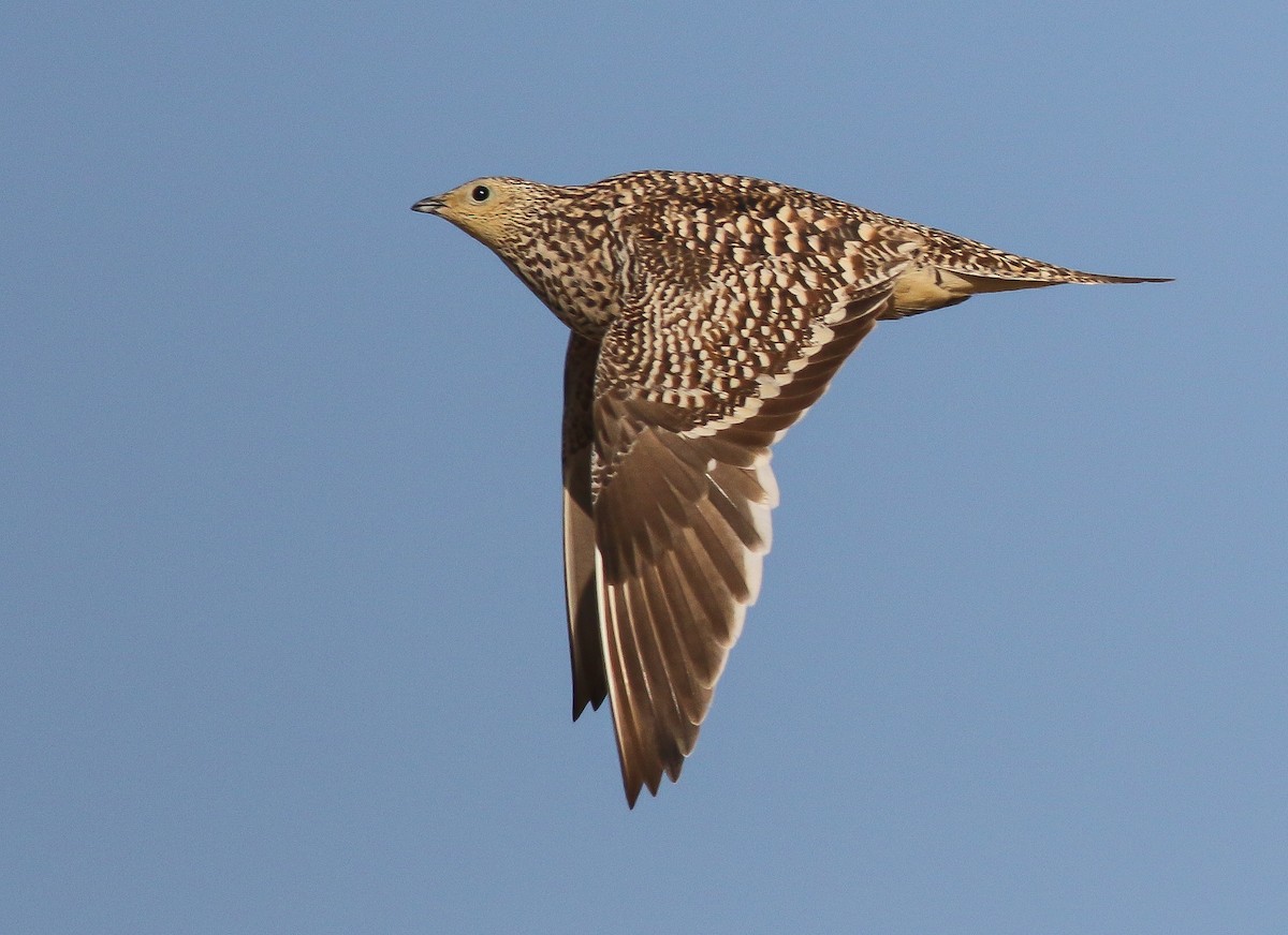 Namaqua Sandgrouse - ML611651158