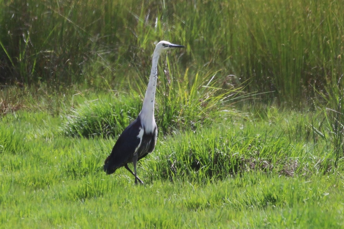 Pacific Heron - ML611651180