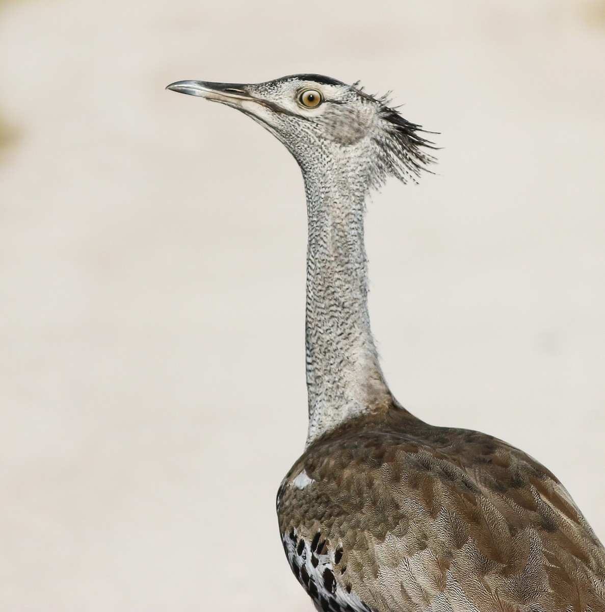 Kori Bustard - ML611651182