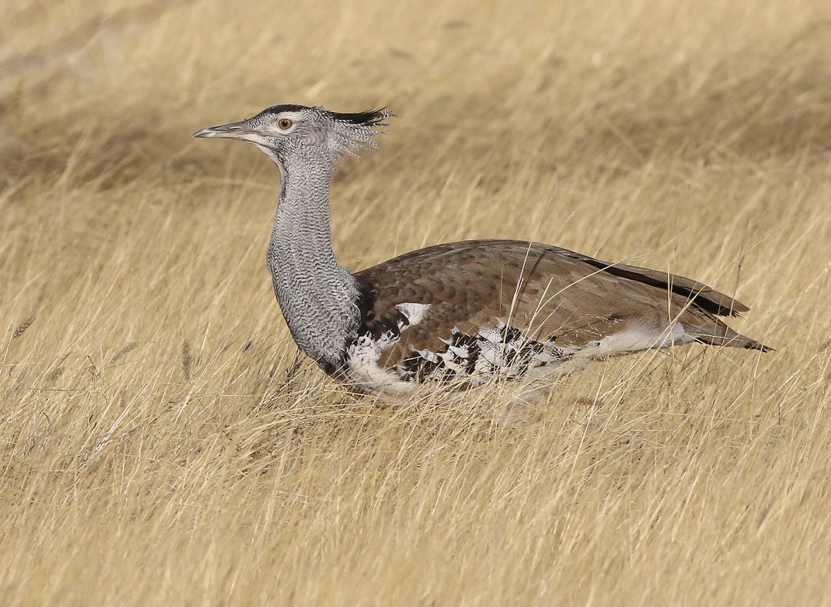 Kori Bustard - ML611651183