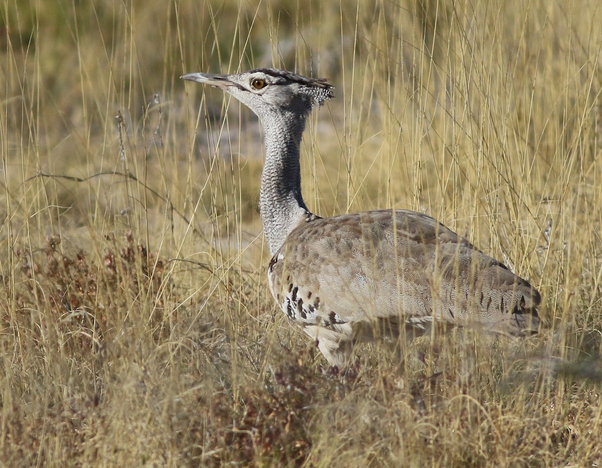 Kori Bustard - ML611651184