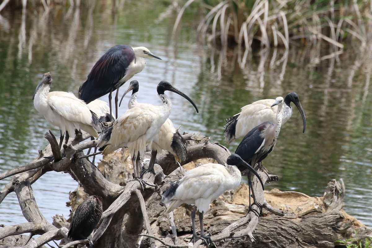 Pacific Heron - Deb & Rod R