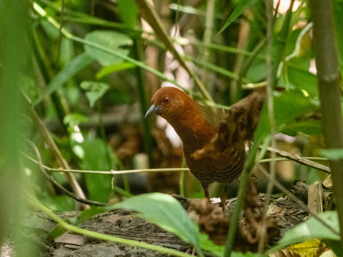 Black-banded Crake - ML611651208