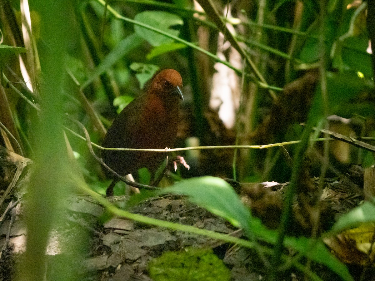 Black-banded Crake - ML611651209