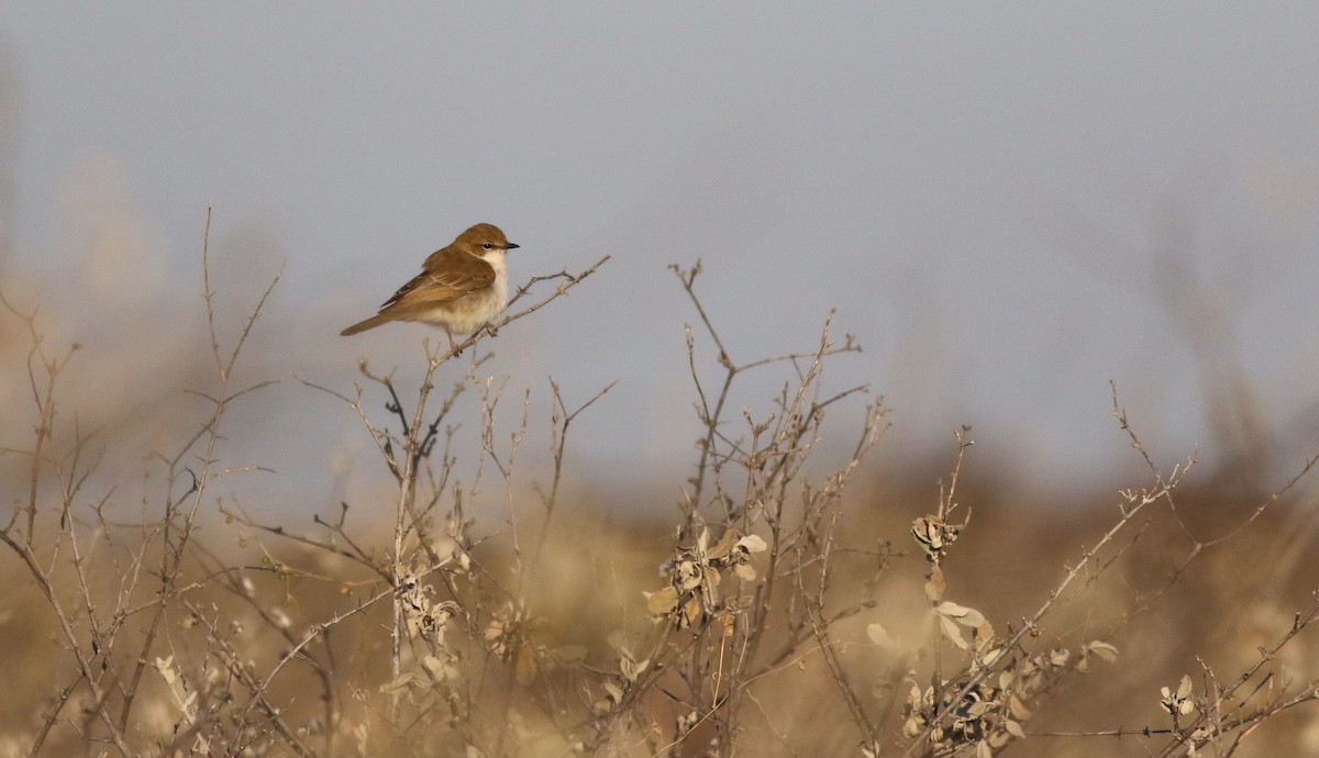 Marico Flycatcher - ML611651215