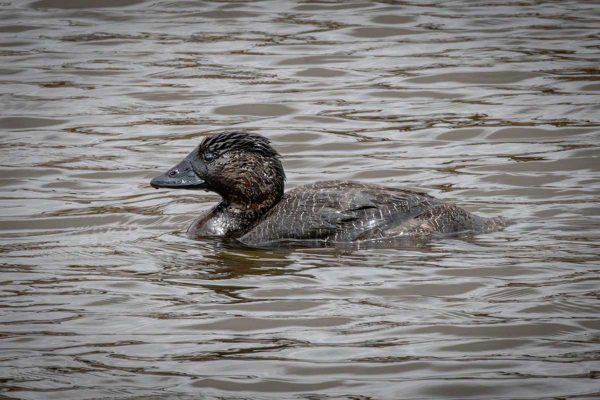 Musk Duck - ML611651284