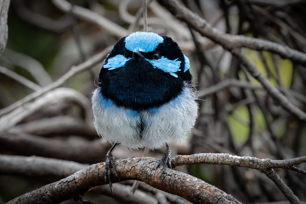 Superb Fairywren - ML611651354