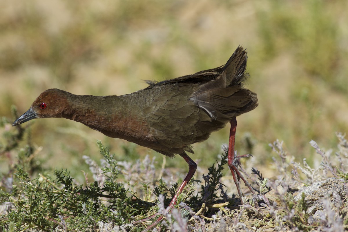 Ruddy-breasted Crake - ML611651417