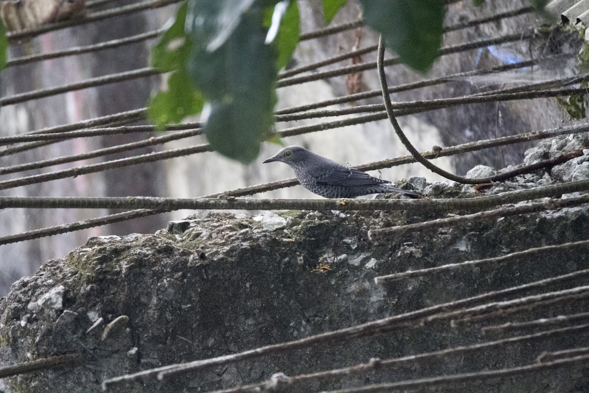 Blue Rock-Thrush - ML611651478