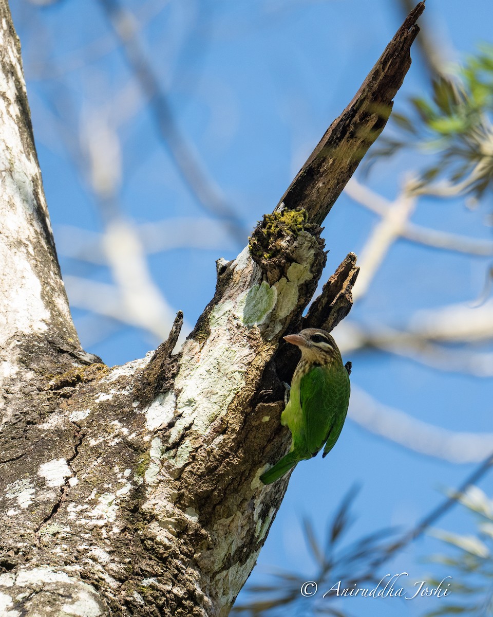 White-cheeked Barbet - Aniruddha Joshi