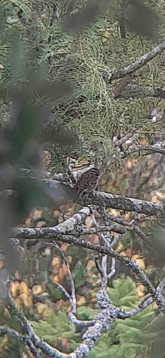 Cirl Bunting - Frederico Henriques