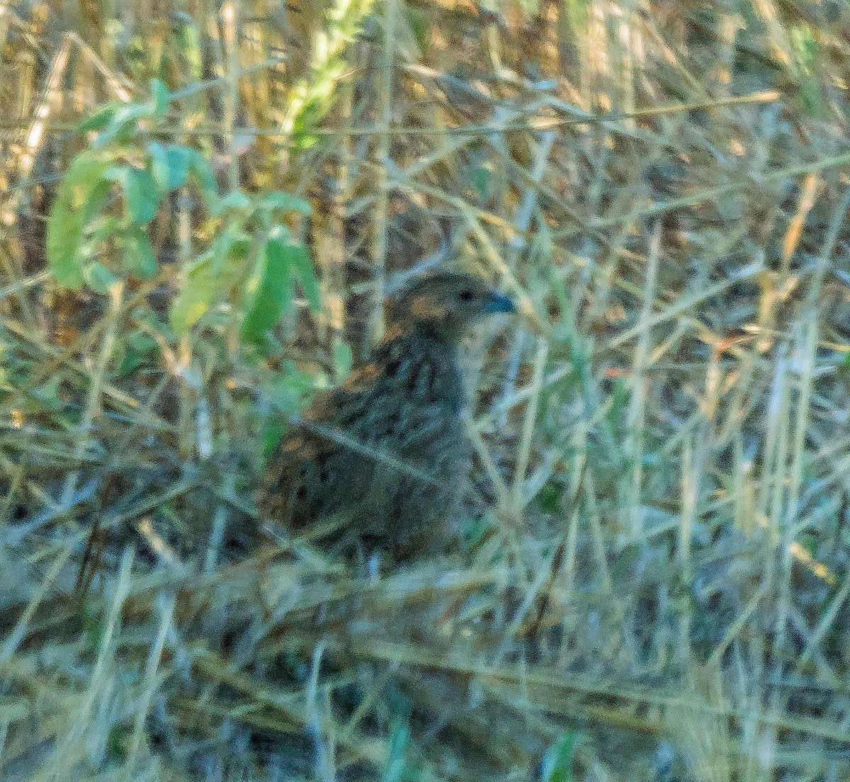 Brown Quail - ML611651564