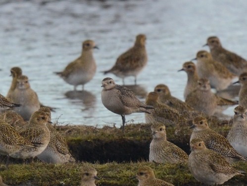 American Golden-Plover - Kevin Guest