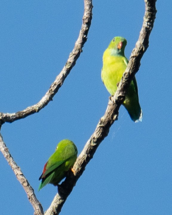 Vernal Hanging-Parrot - ML611651590