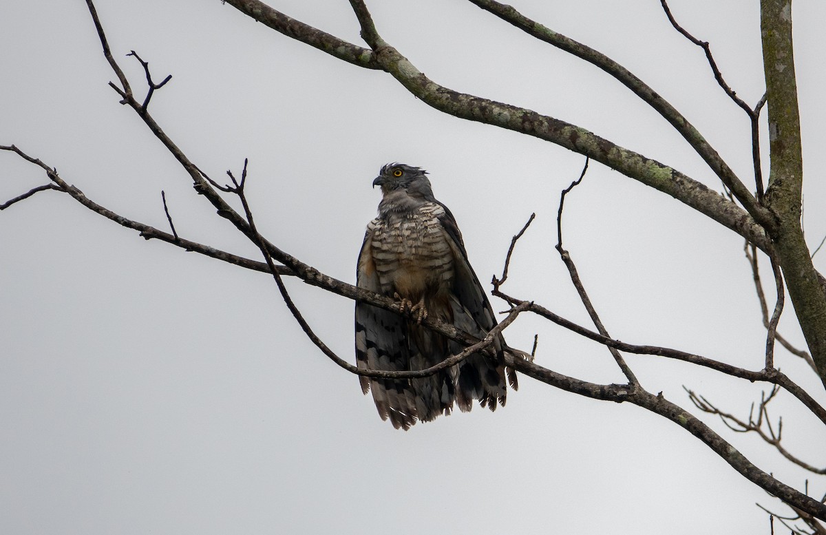 Pacific Baza - ML611651591