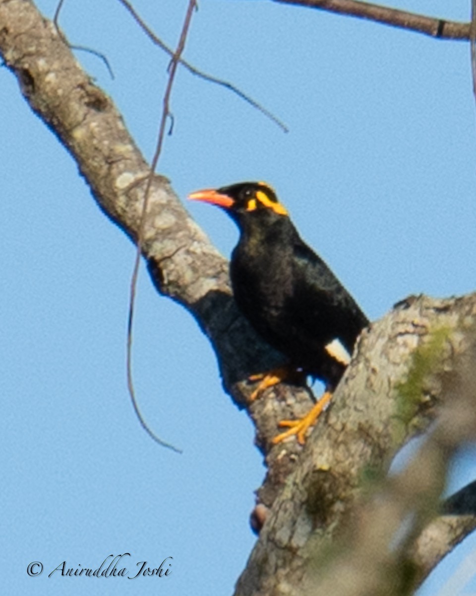 Southern Hill Myna - Aniruddha Joshi