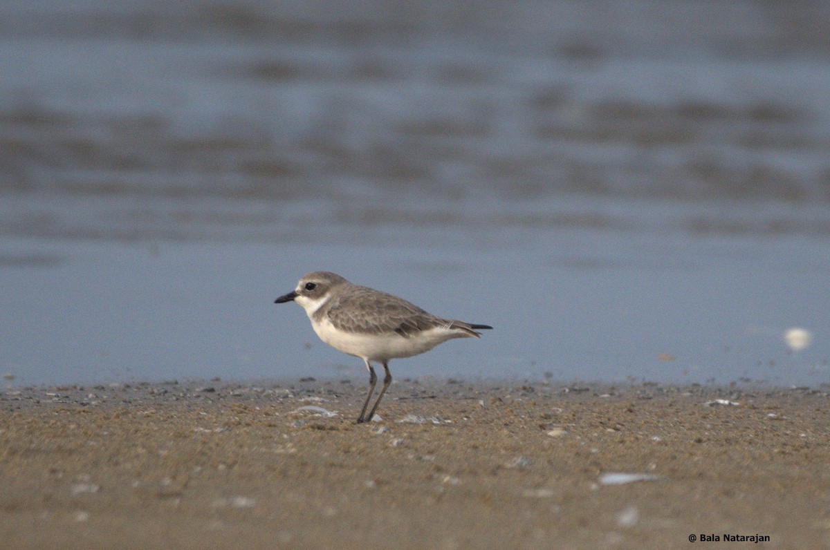 Greater Sand-Plover - ML611651720