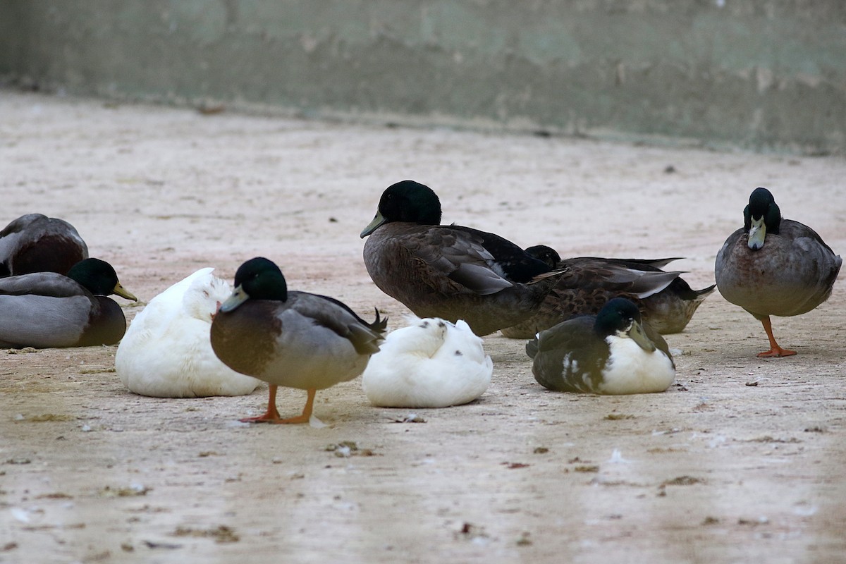 Mallard (Domestic type) - Miguel García