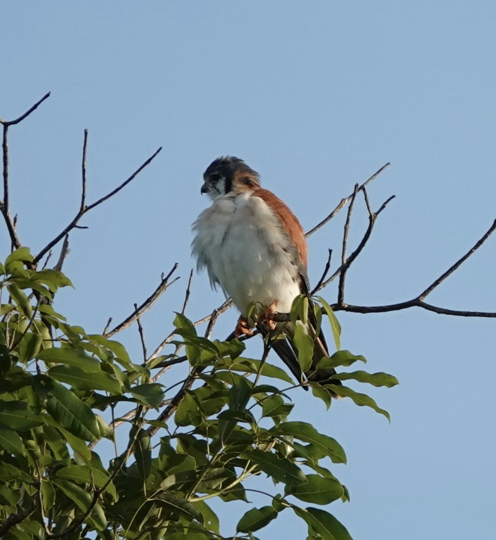 American Kestrel (Cuban) - deidre asbjorn