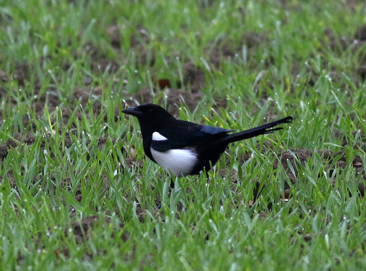 Eurasian Magpie - ML611651776