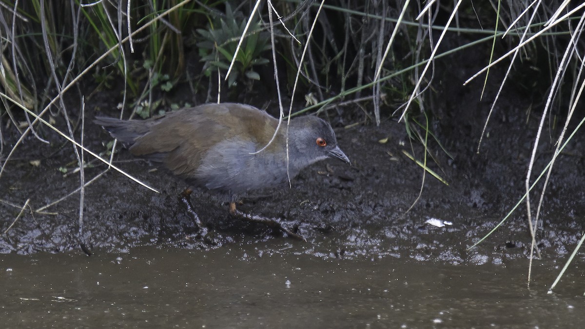 Spotless Crake - Robert Tizard