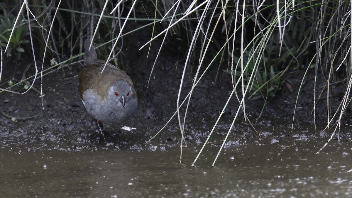 Spotless Crake - Robert Tizard