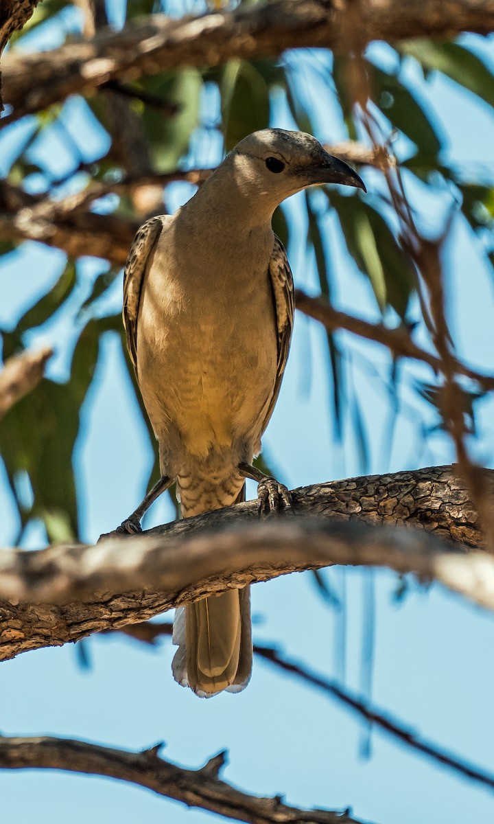 Great Bowerbird - ML611651867