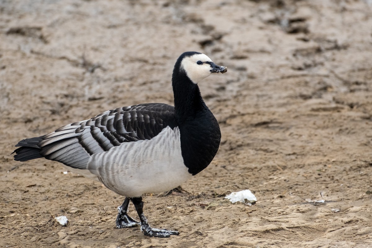 Barnacle Goose - Alexander Saamusev