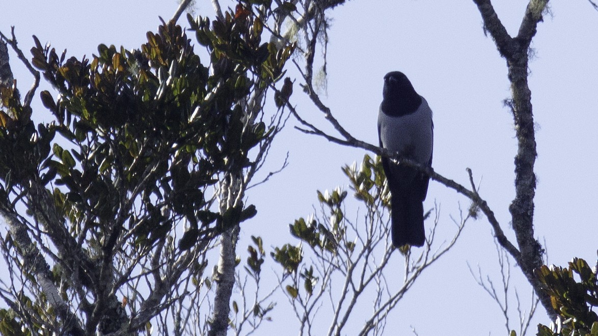 Hooded Cuckooshrike - ML611651931