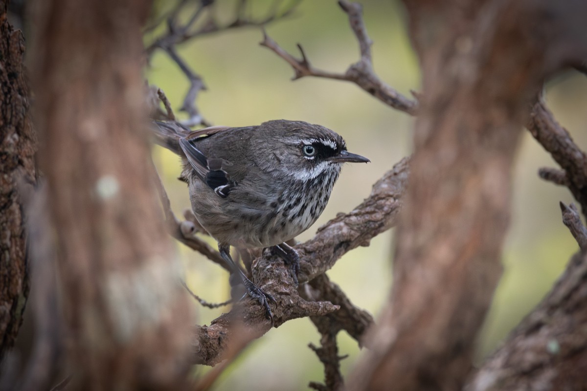 Spotted Scrubwren - Trevor Evans