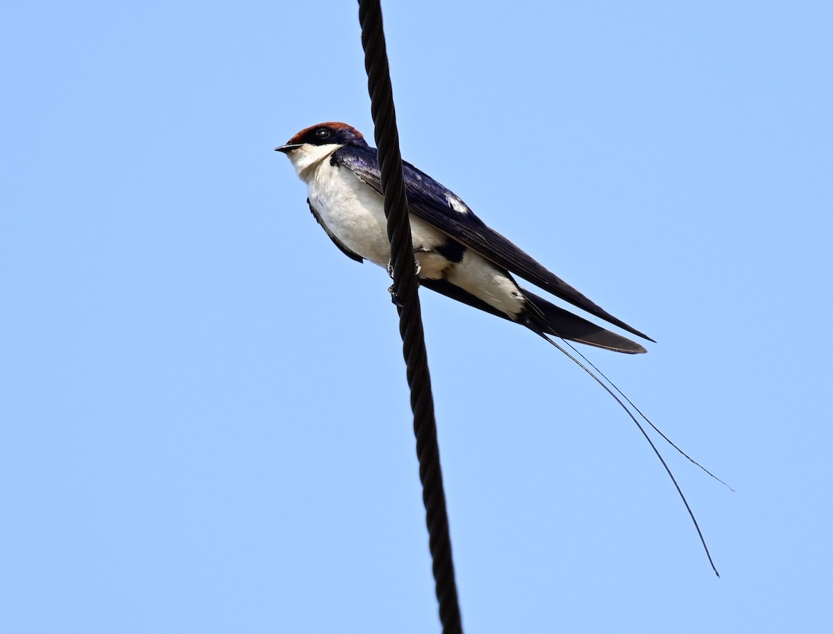 Wire-tailed Swallow - Arindam Roy