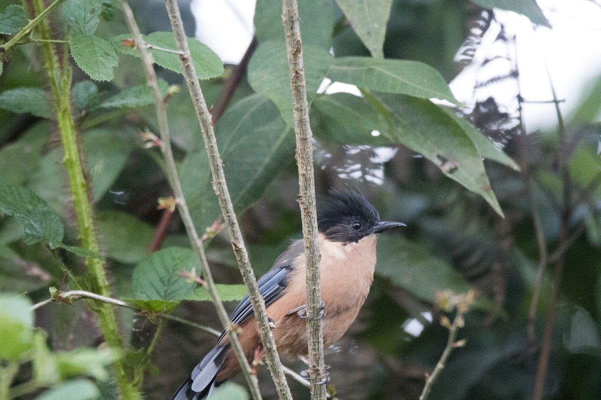 ML611652197 - Rufous Sibia - Macaulay Library