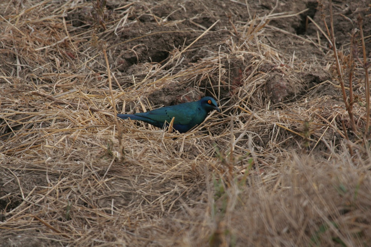 Lesser Blue-eared Starling (Miombo) - ML611652212