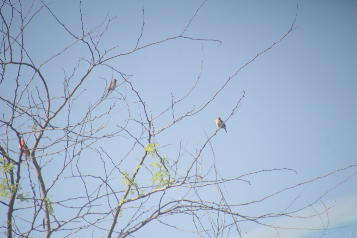Madagascar Munia - ML611652218