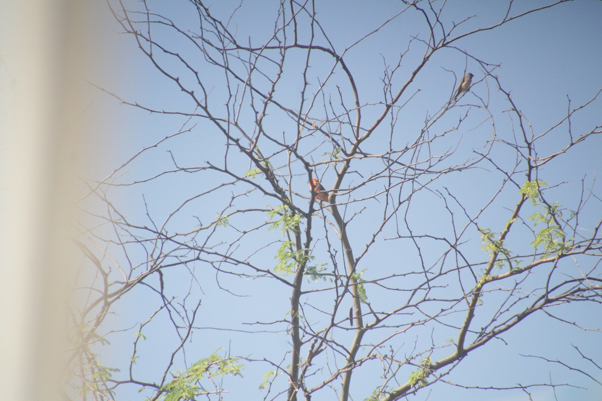 Madagascar Munia - ML611652219