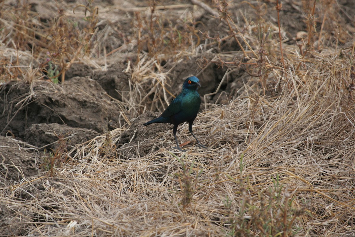 Lesser Blue-eared Starling (Miombo) - ML611652228