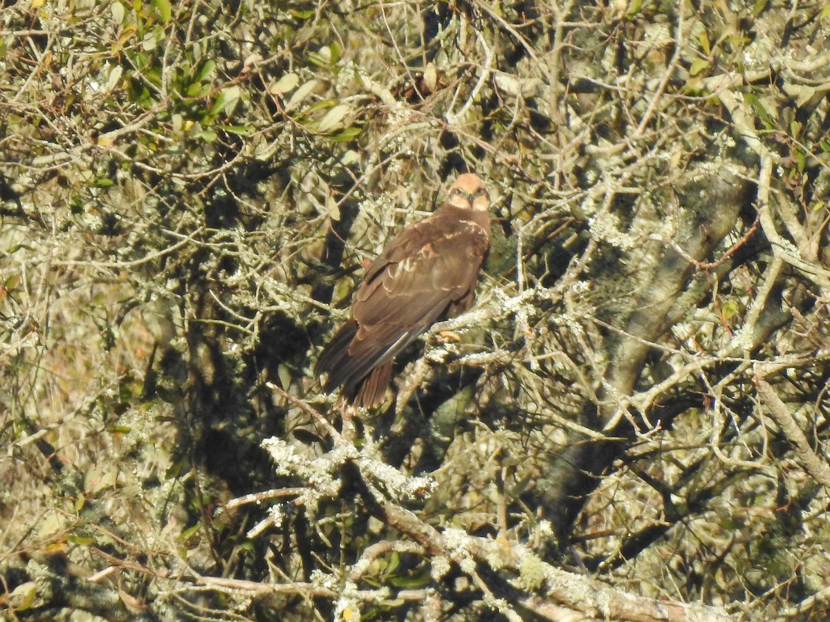 Western Marsh Harrier - ML611652328