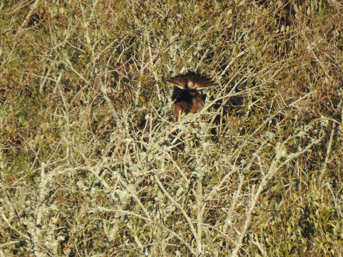 Western Marsh Harrier - ML611652329