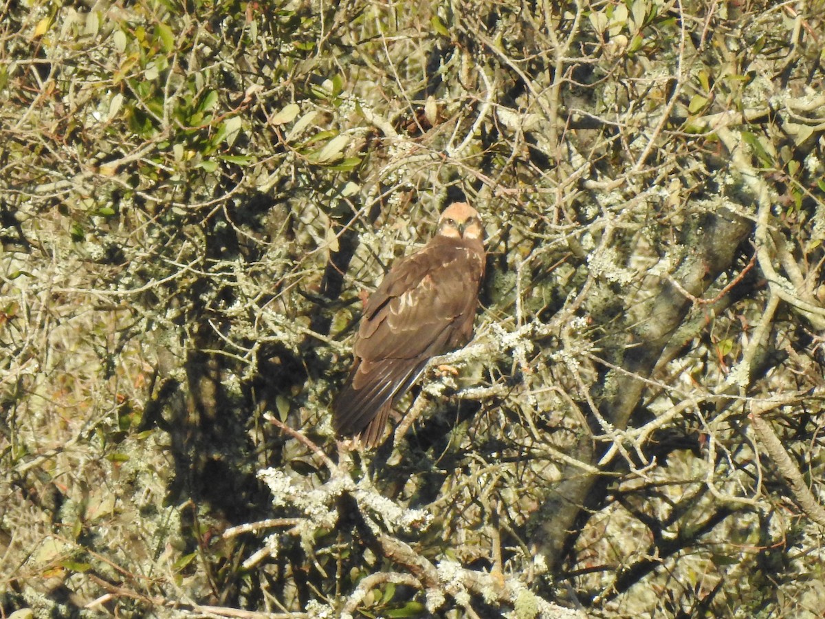 Western Marsh Harrier - ML611652332