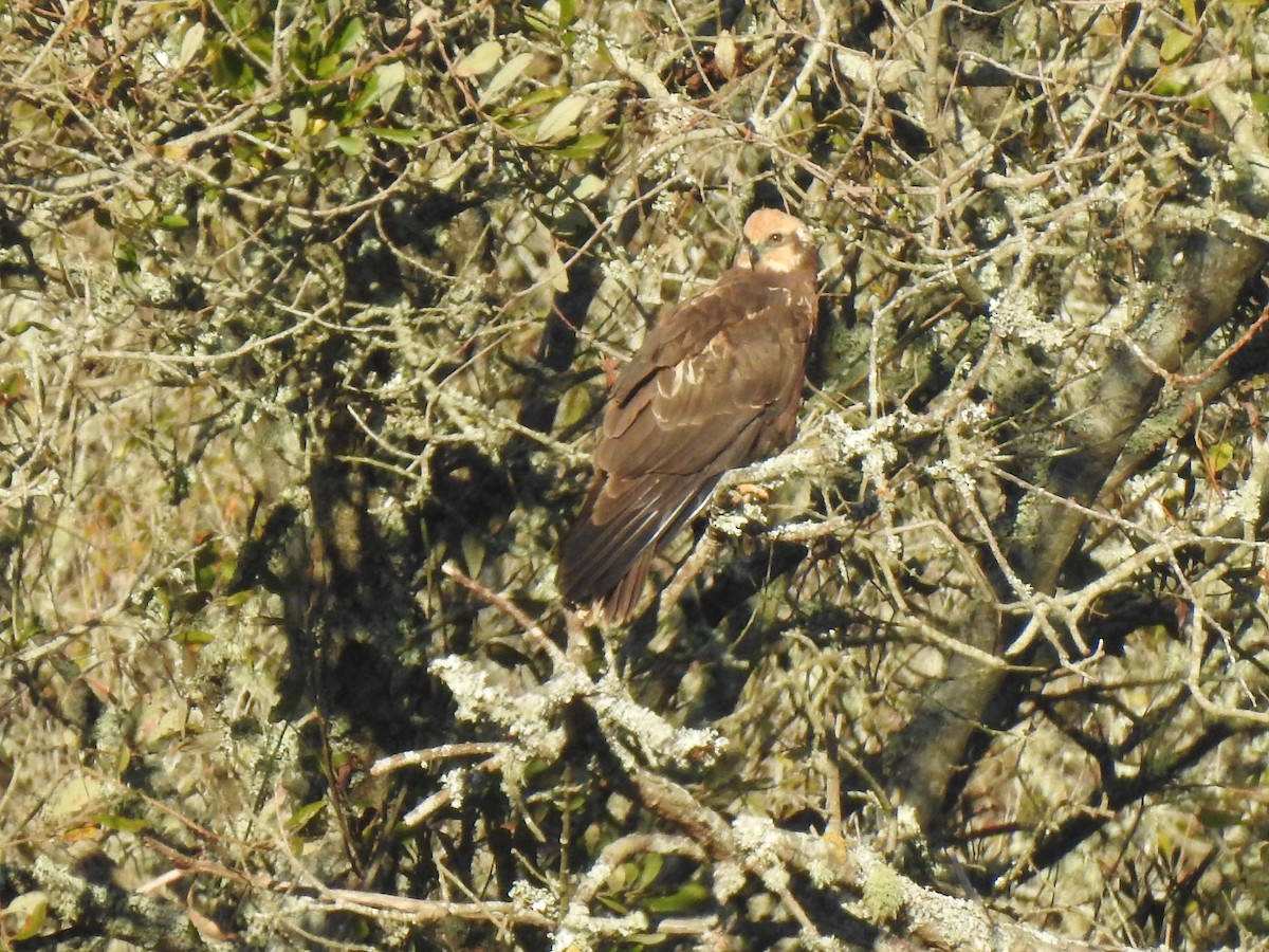 Western Marsh Harrier - ML611652333