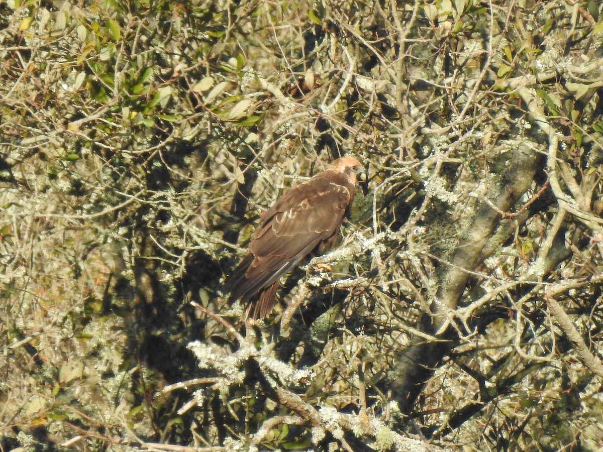 Western Marsh Harrier - ML611652334