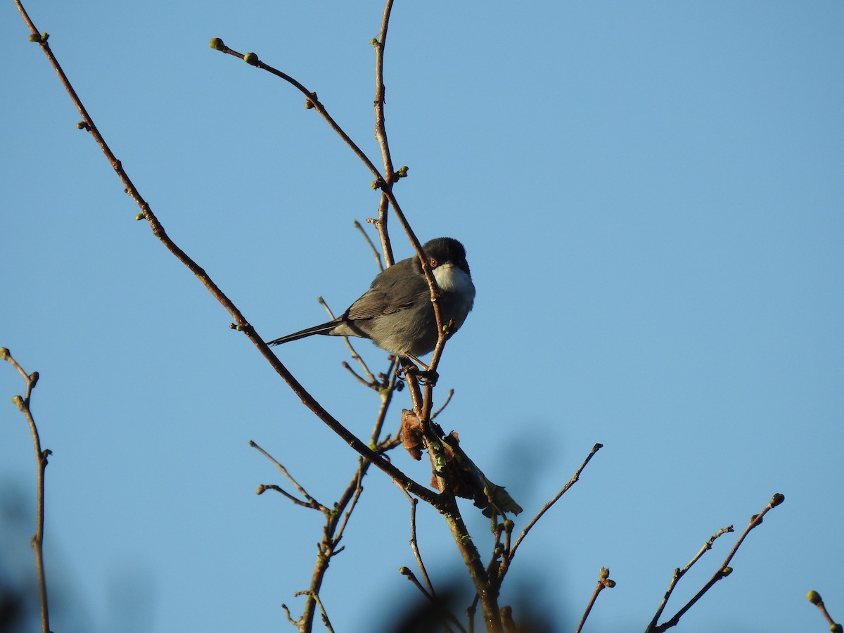 Sardinian Warbler - ML611652398