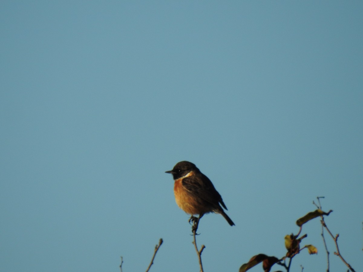 European Stonechat - ML611652399