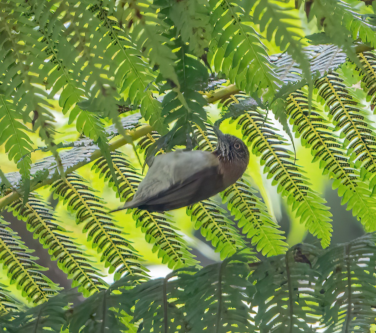 Mindanao Pygmy-Babbler - ML611652456