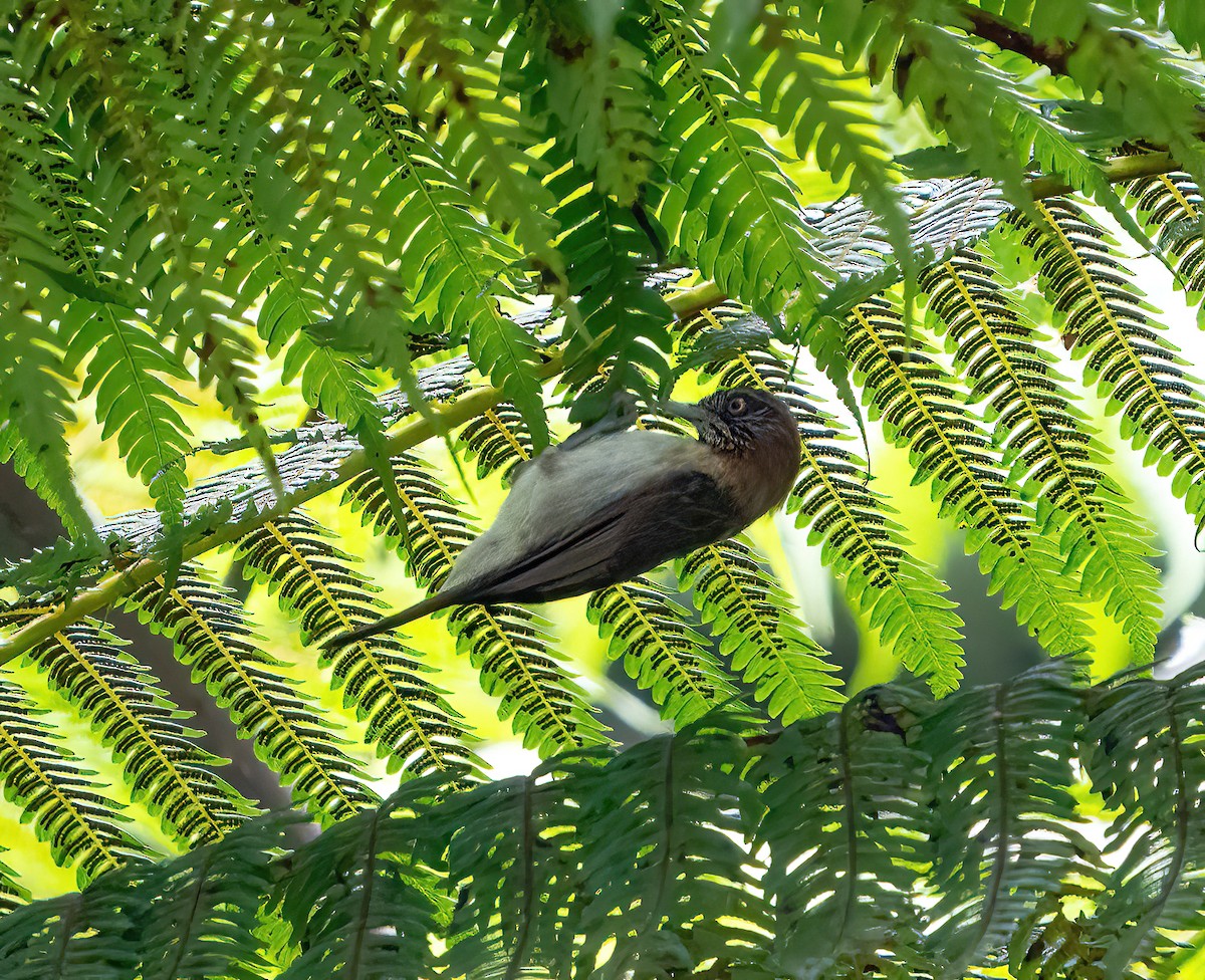 Mindanao Pygmy-Babbler - ML611652457