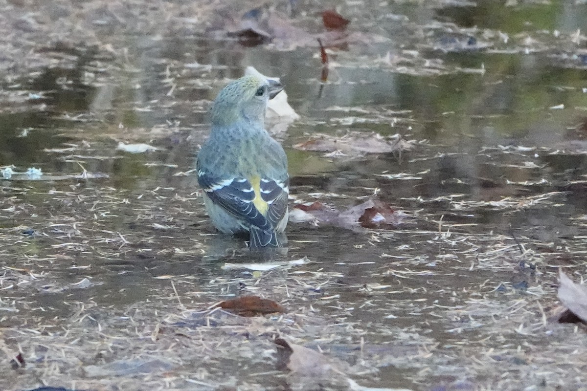 White-winged Crossbill (Eurasian) - ML611652535