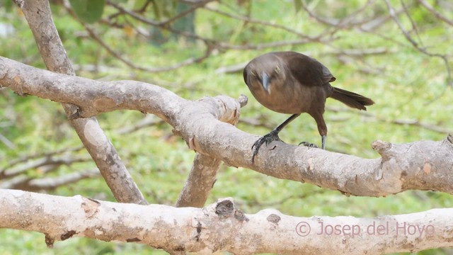 Carib Grackle - ML611652547