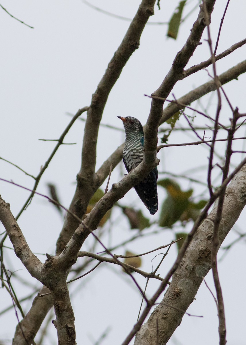 Asian Emerald Cuckoo - ML611652555